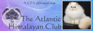 himalayan kittens club