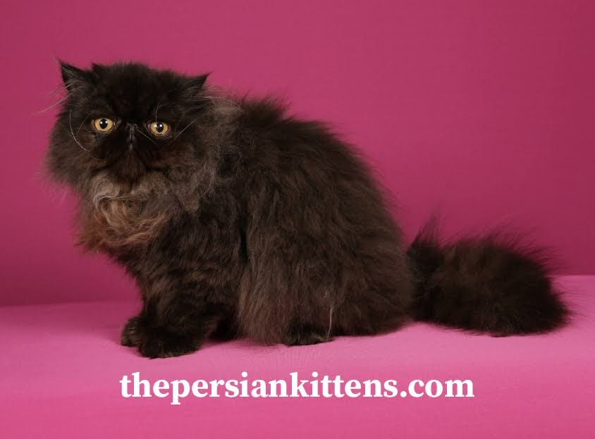 Black Persian Cat Adoption
