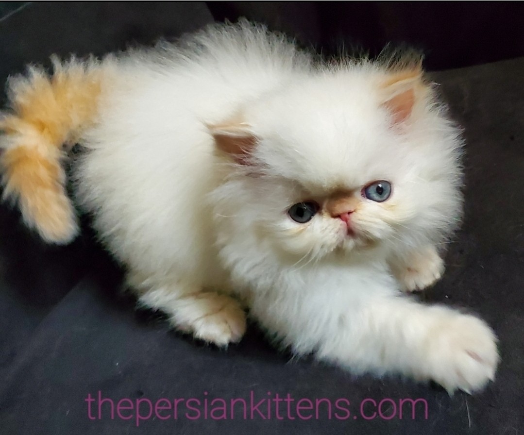 Persian Kittens Image
