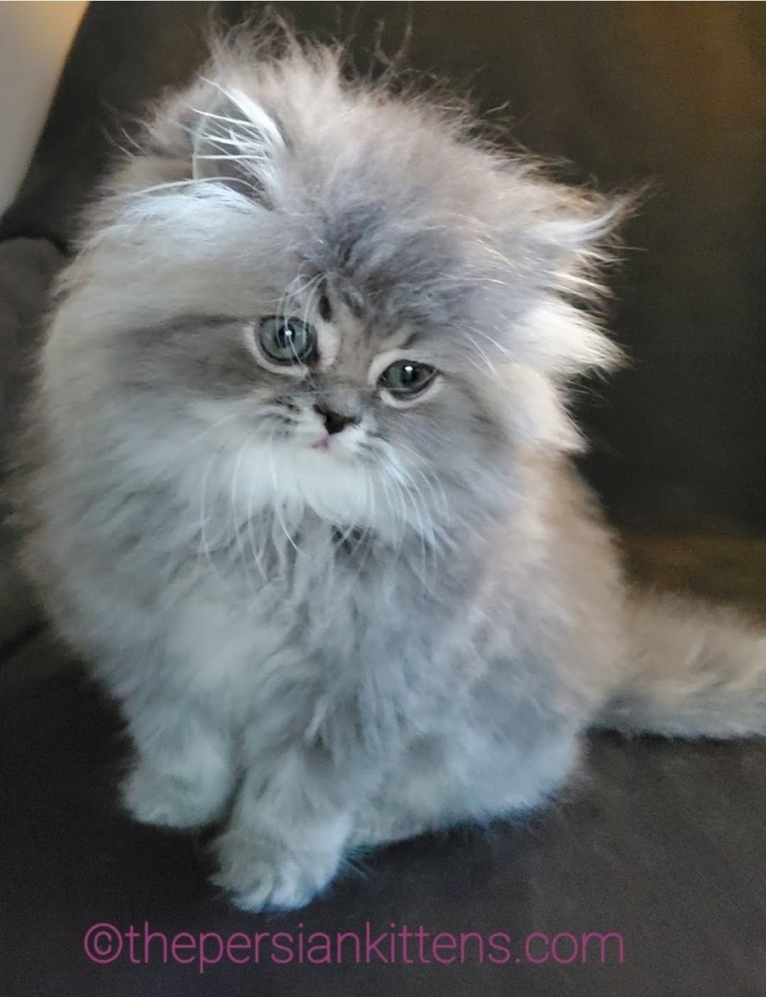 Persian Kittens Image