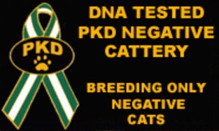 himalayan kittens club