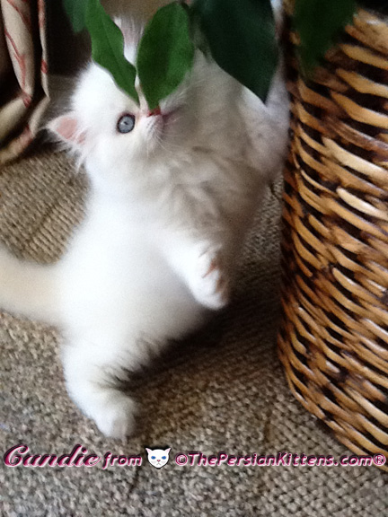 cream point persian kittens