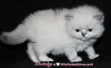 persian kittens