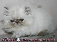 cream point persian himalayan