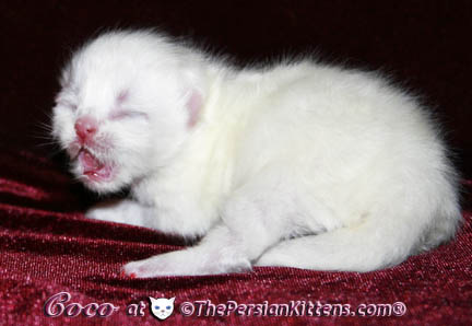 newborn persian kitten