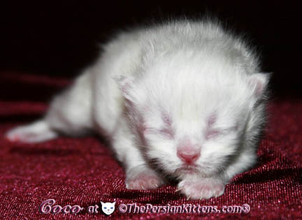 persian kittens