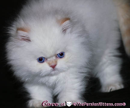 persian kitten