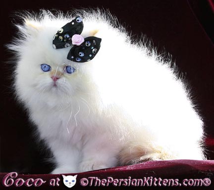 persian kitten