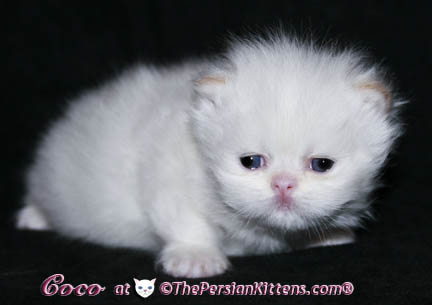 persian kittens
