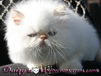 cream point persian himalayan