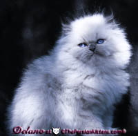 cream point persian himalayan