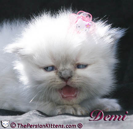 persian kitten pictures