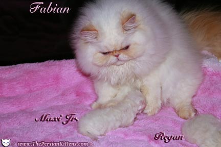 persian kitten