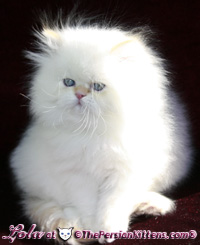 cream point persian himalayan