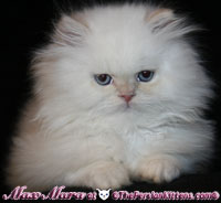 cream point persian himalayan