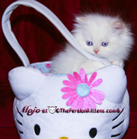 persian kittens