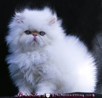 cream point persian himalayan