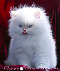 cream point persian himalayan