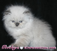 cream point persian kitten