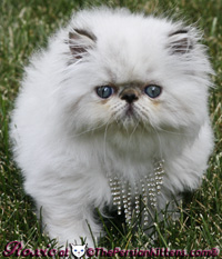 cream point persian kitten