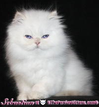 cream point persian himalayan