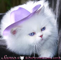 cream point persian himalayan