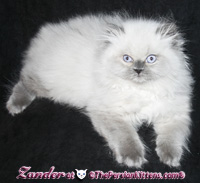 cream point persian himalayan