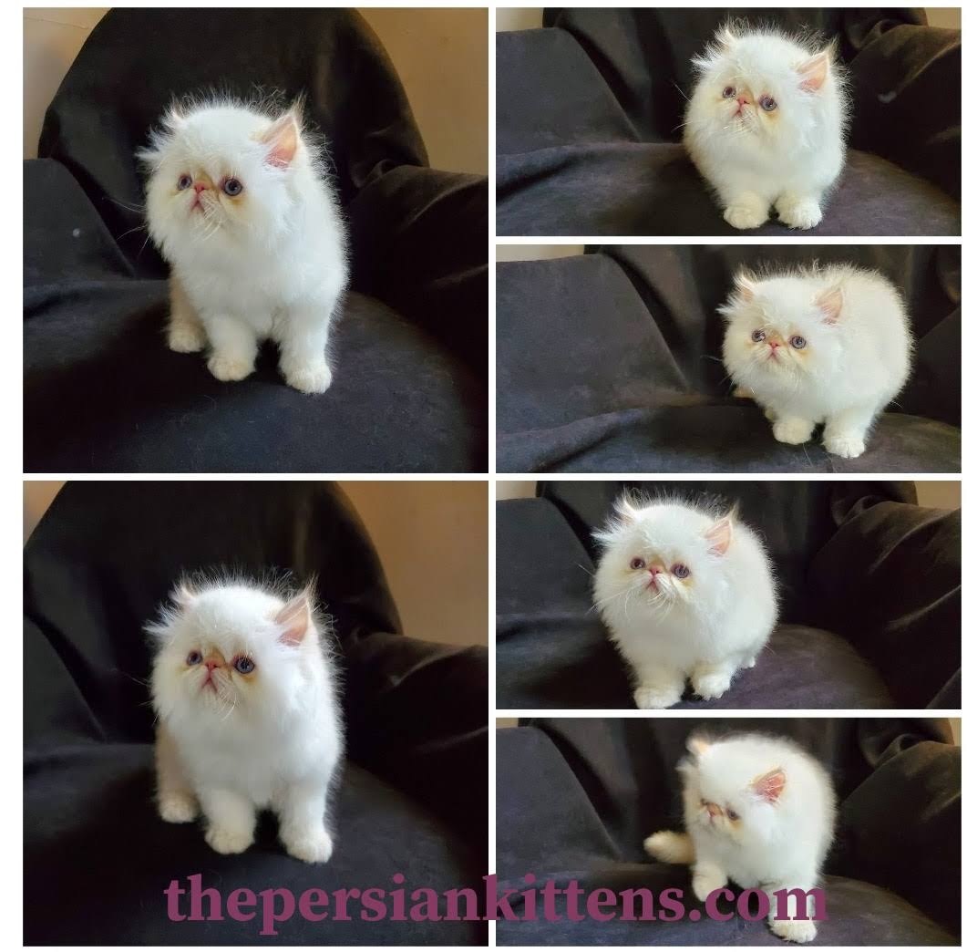persian kitten image