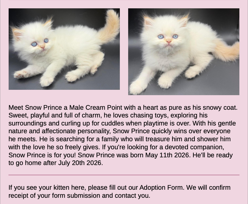 Persian Kittens Image