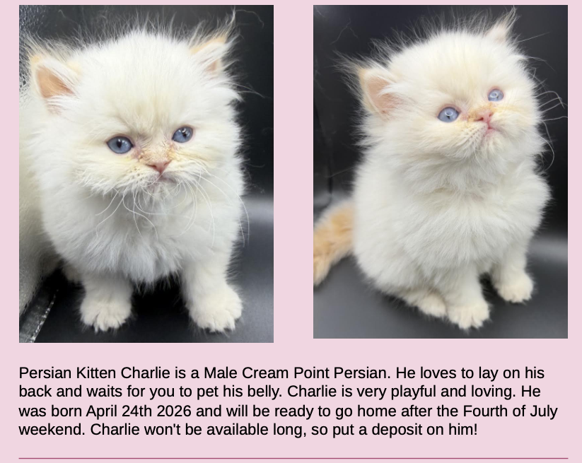 Persian Kittens Image