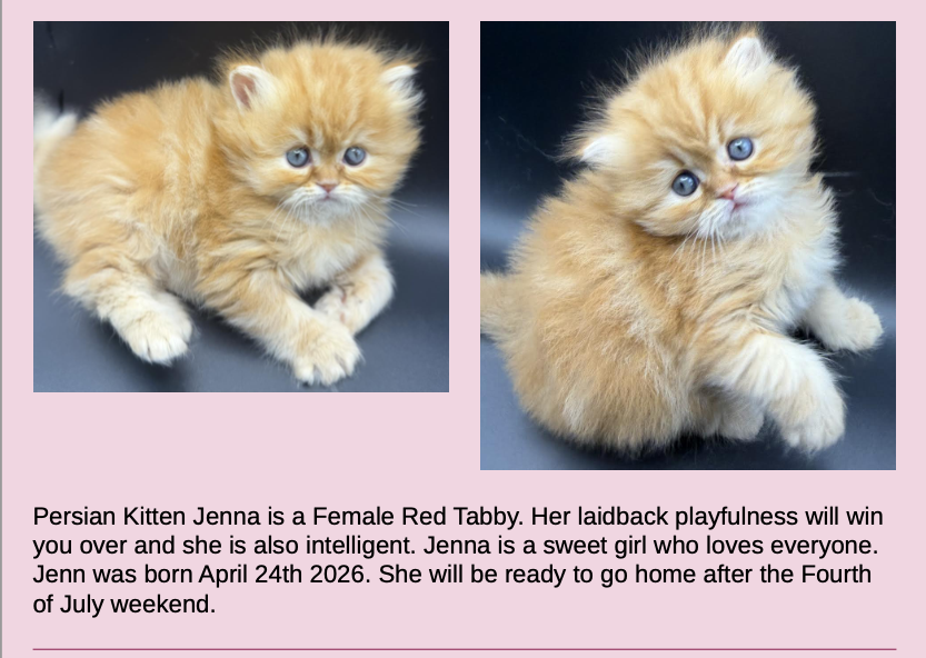 Persian Kittens Image