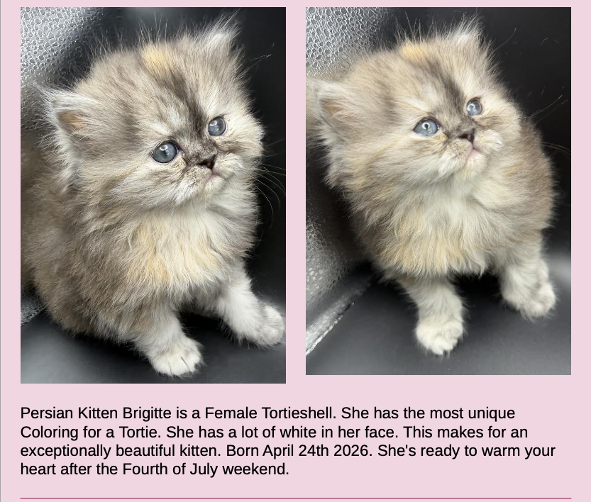 Persian Kittens Image