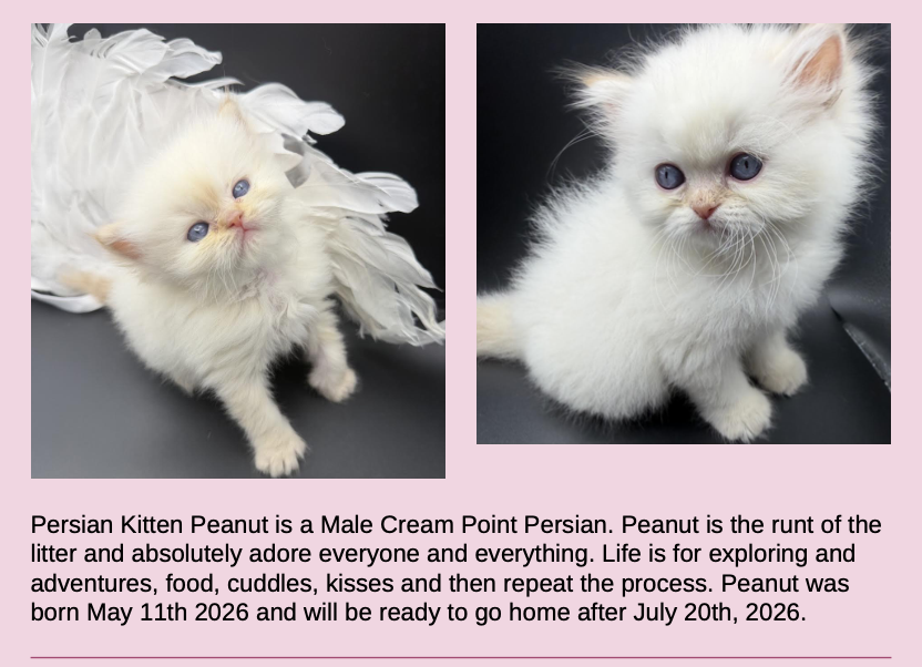 Persian Kittens Image