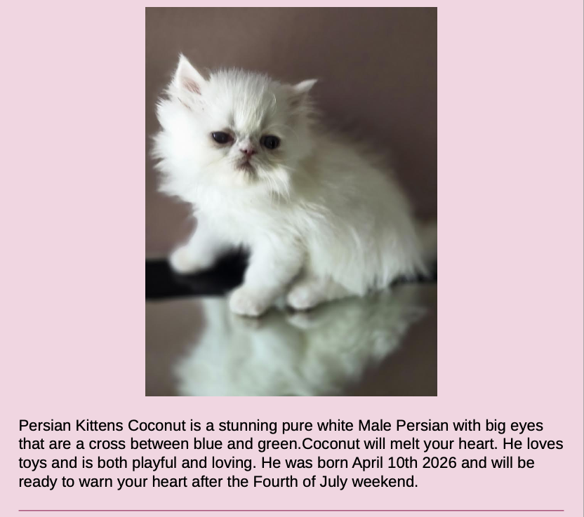 Persian Kittens Image