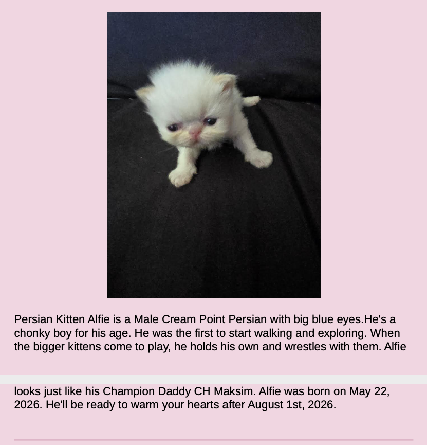 Persian Kittens Image