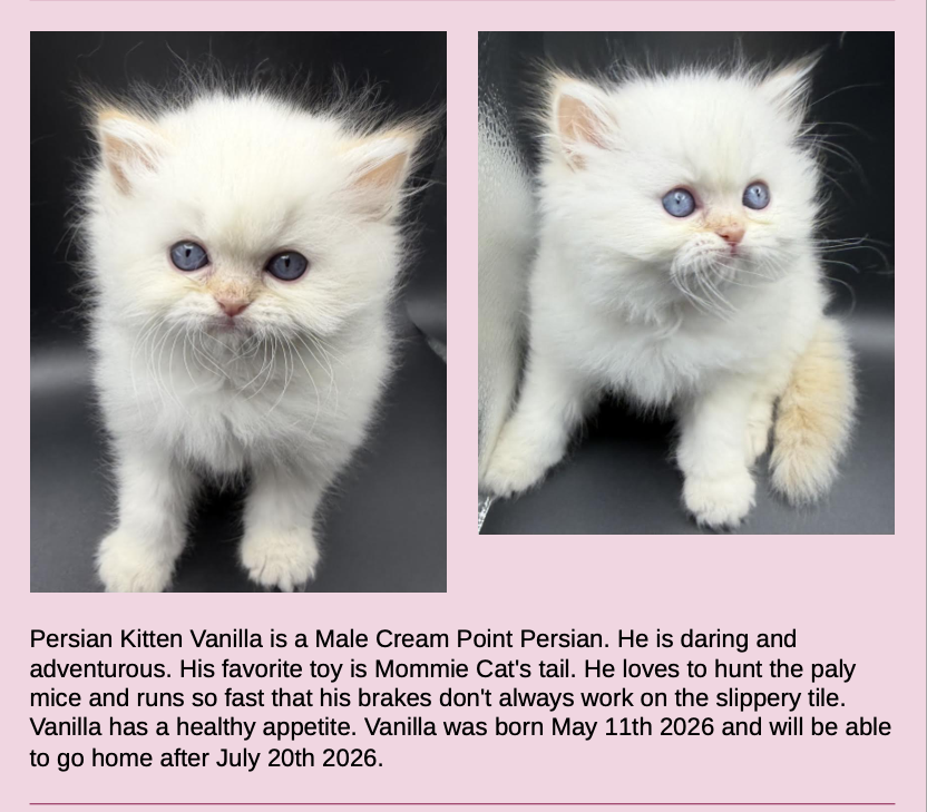 Persian Kittens Image
