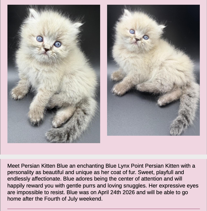Persian Kittens Image